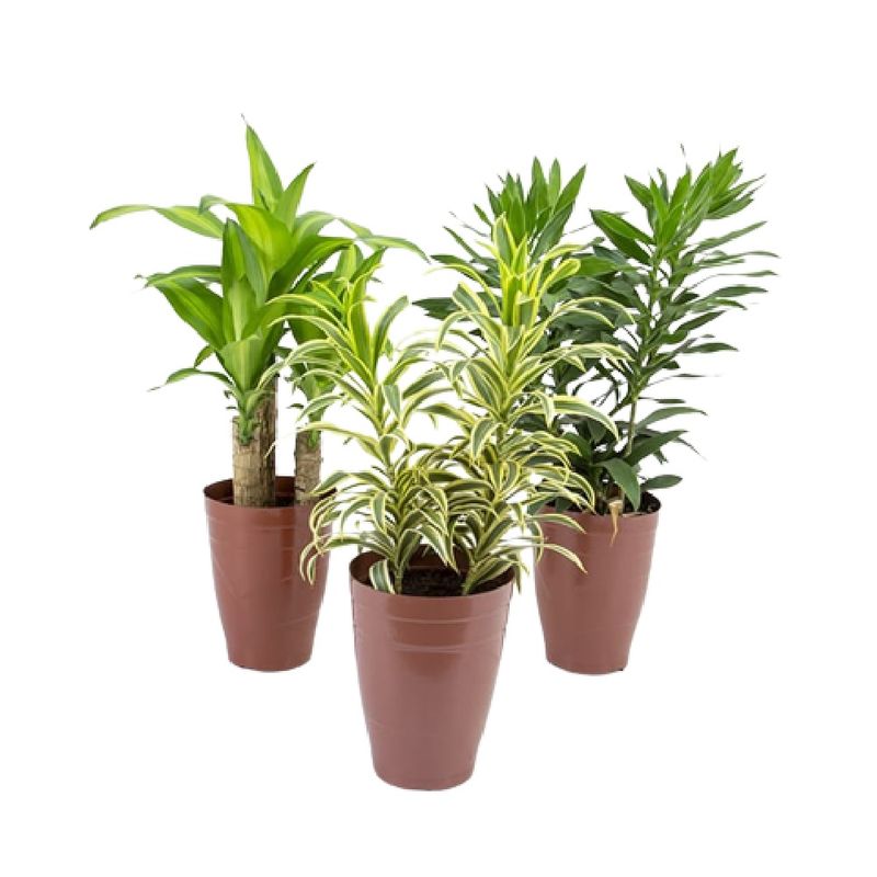 Dracena-Variada-P30dracena-Variada-P17