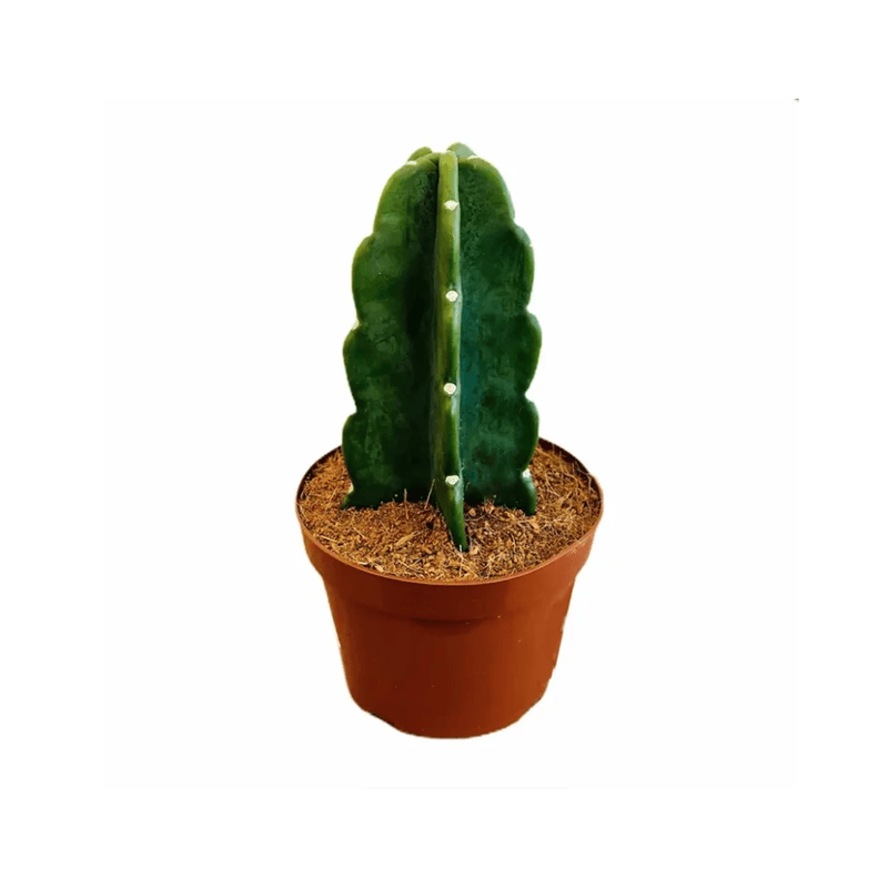 Cactu-Mandacaru-Vb-Sem-Espinho