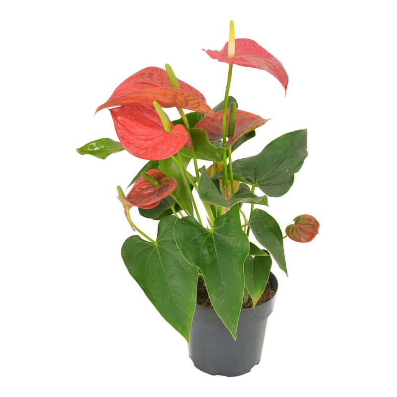 Anthurium-Vermelho-Pt17