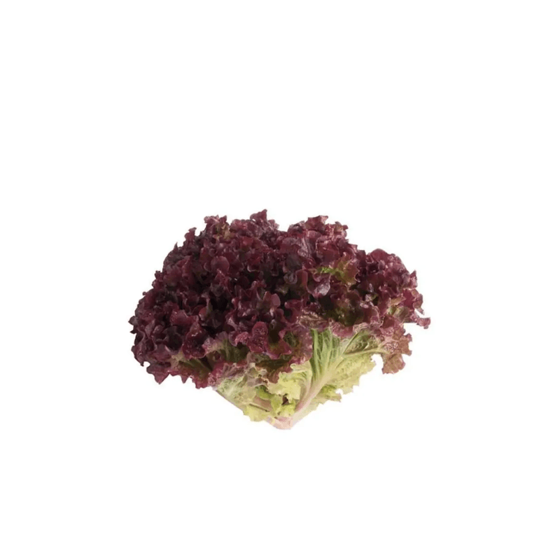 Alface-Crespa-Roxa-Organica-200g
